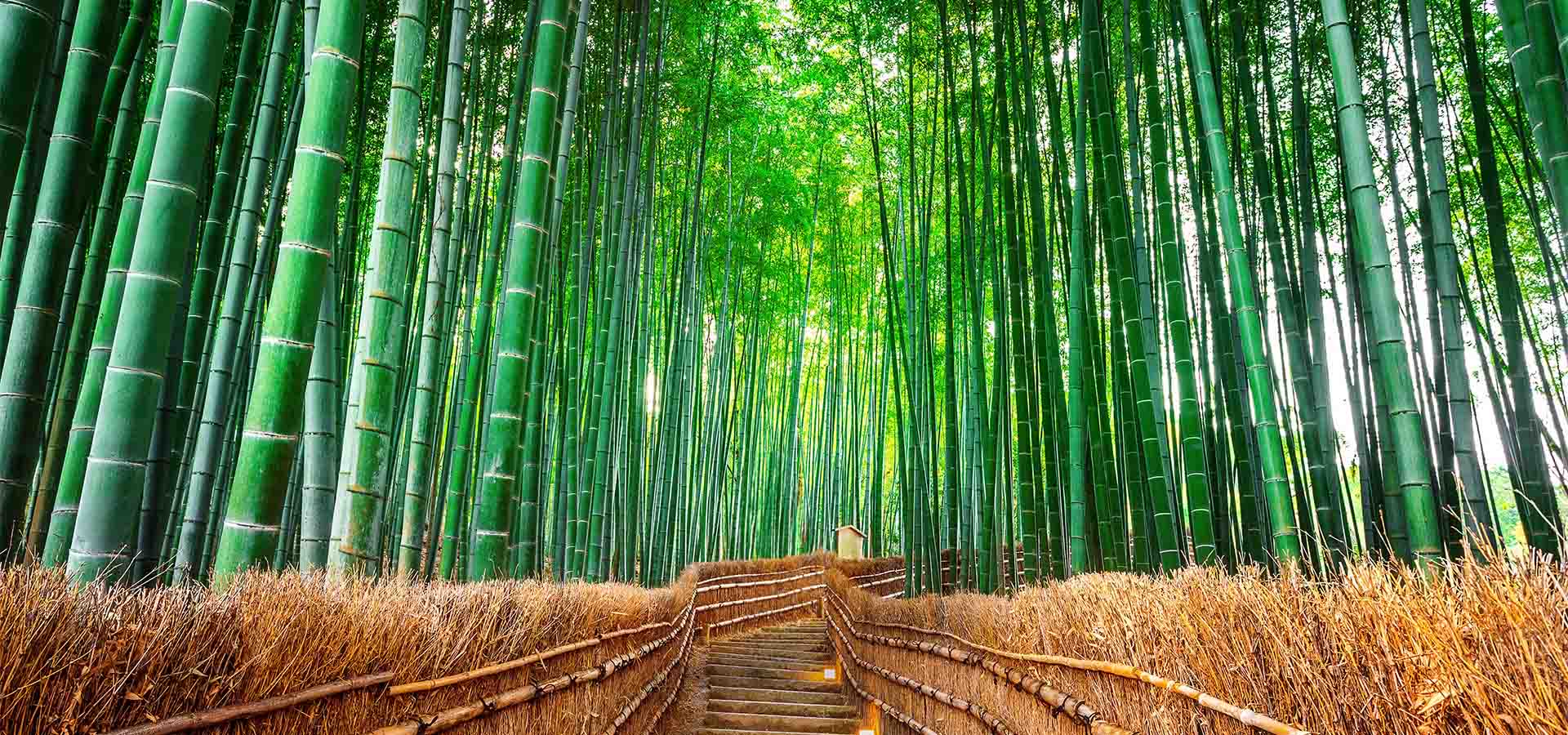 Bamboo forest design file showing detailed Japanese garden path pattern
