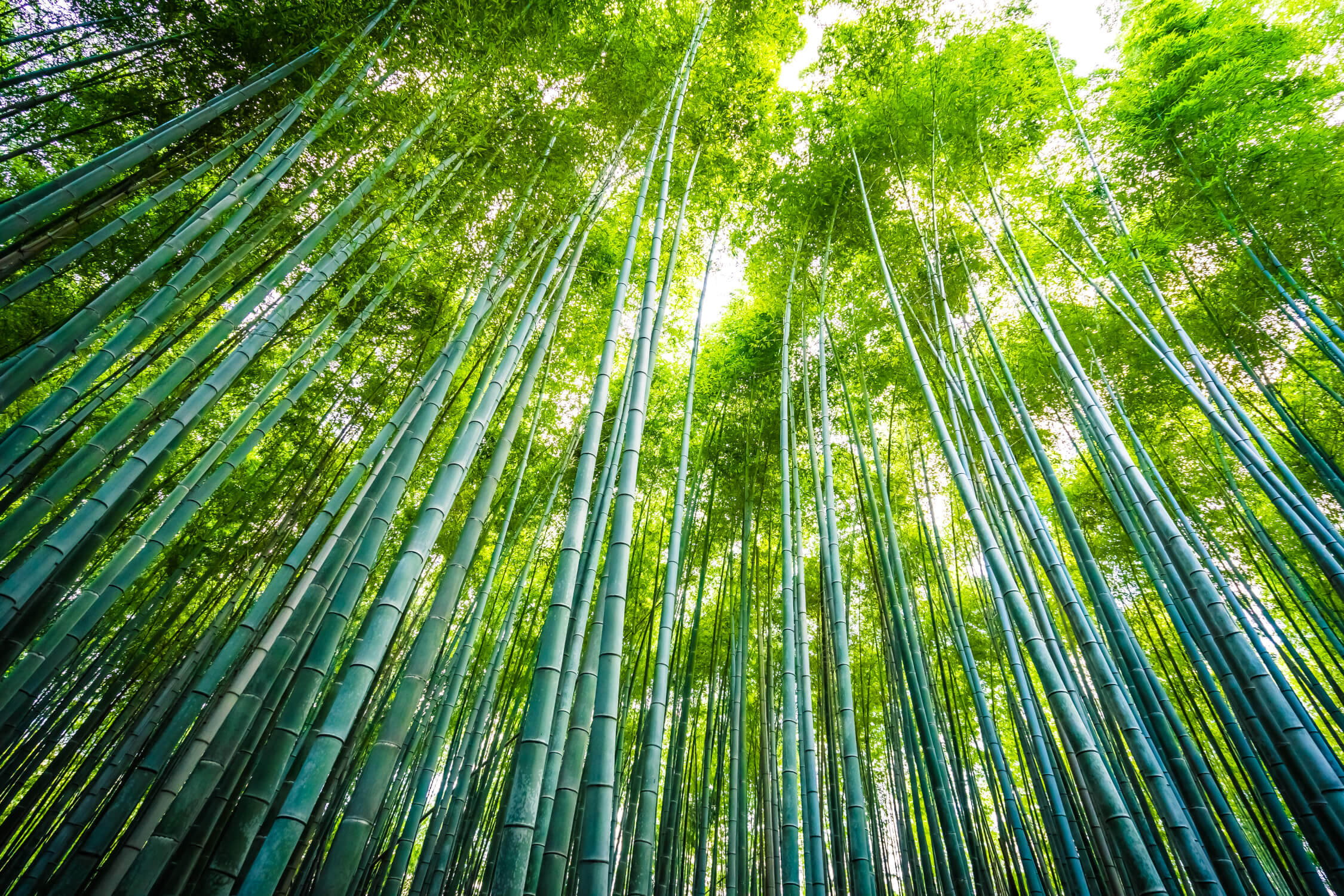 Bamboo forest wallpaper design file showing detailed green canopy pattern