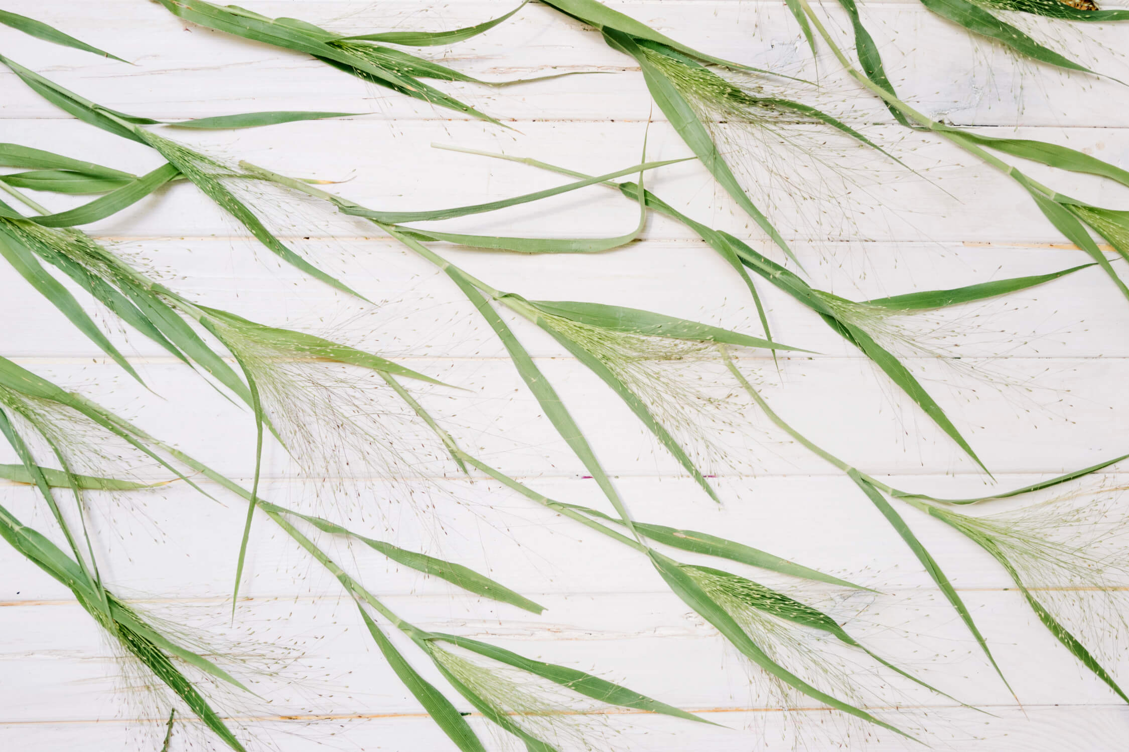 Bamboo wallpaper design file showing detailed green leaves on crisp white background