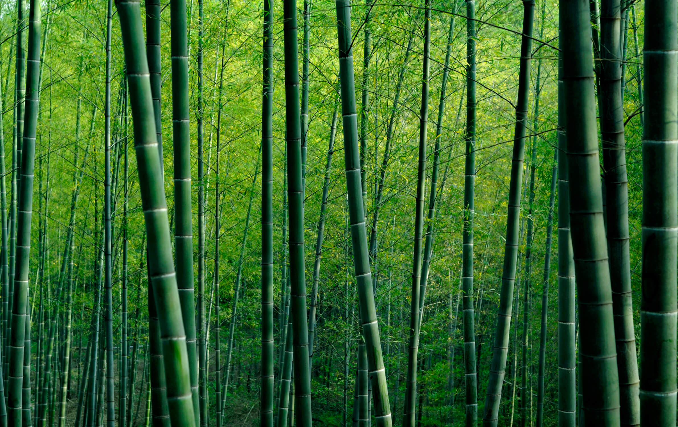 Bamboo forest wallpaper design file showing detailed green stalks and leaves pattern
