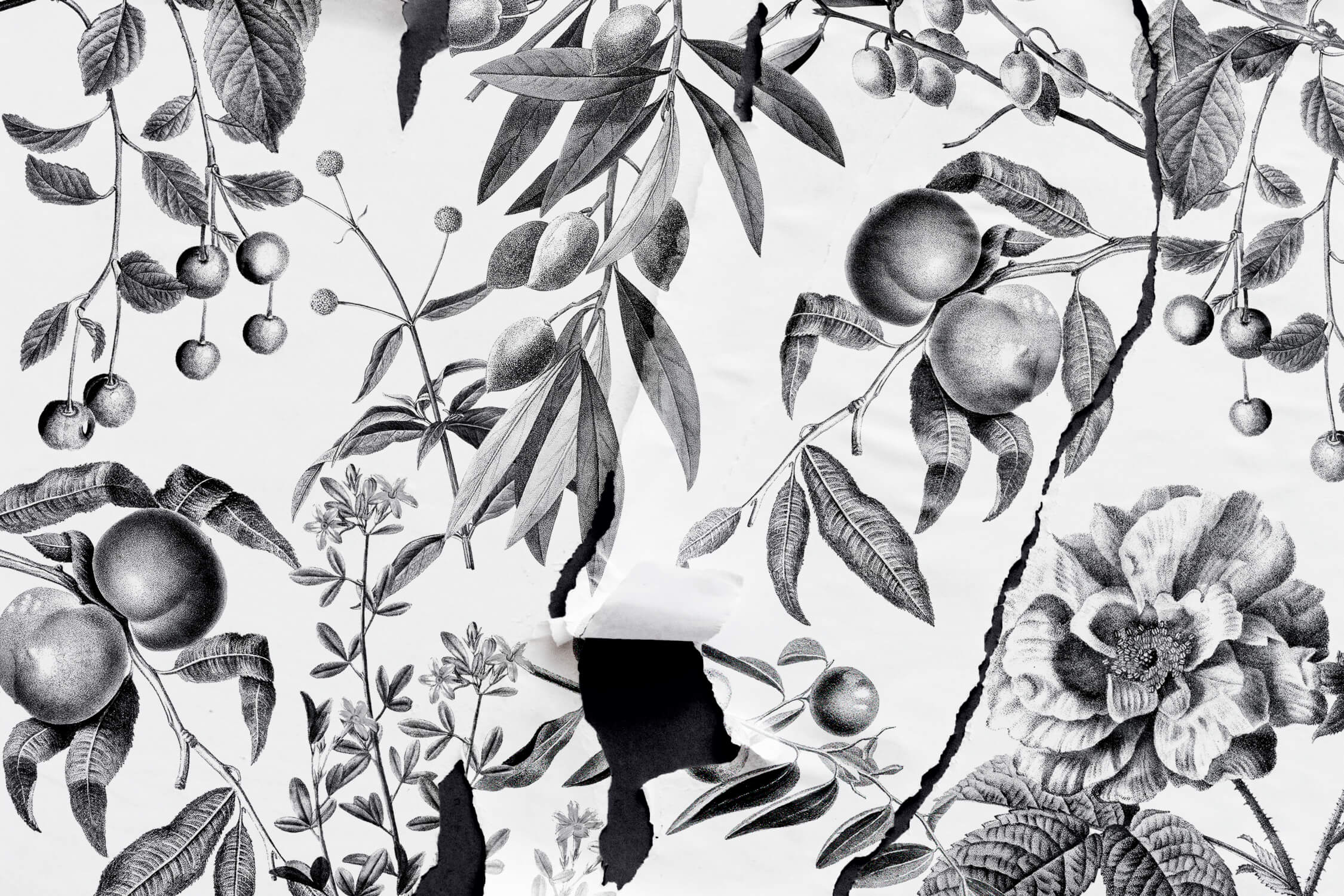 Design file showing detailed black and white vintage botanical fruit pattern
