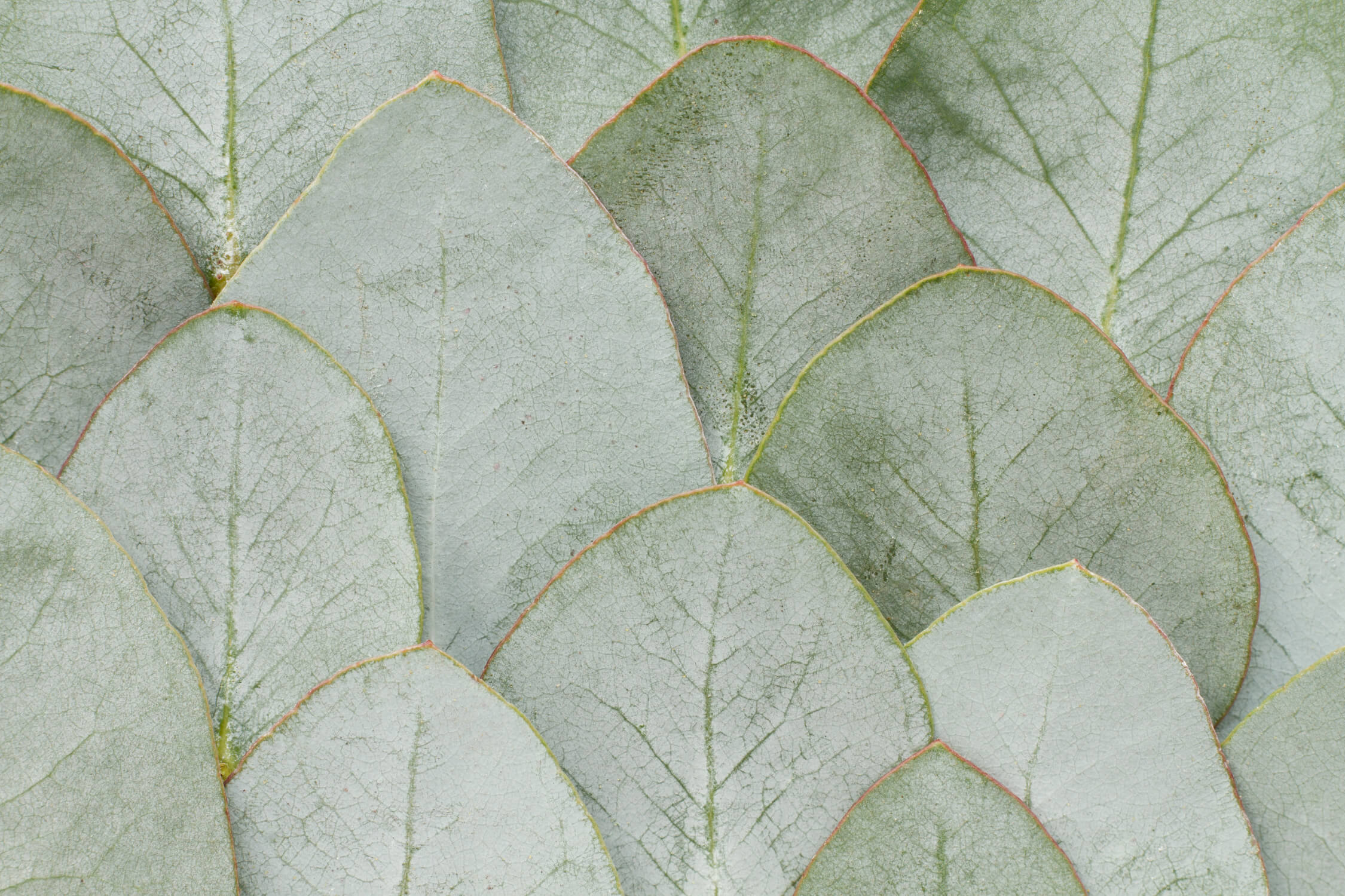 Detailed design file showing the rich textures and depths of our botanical leaf pattern