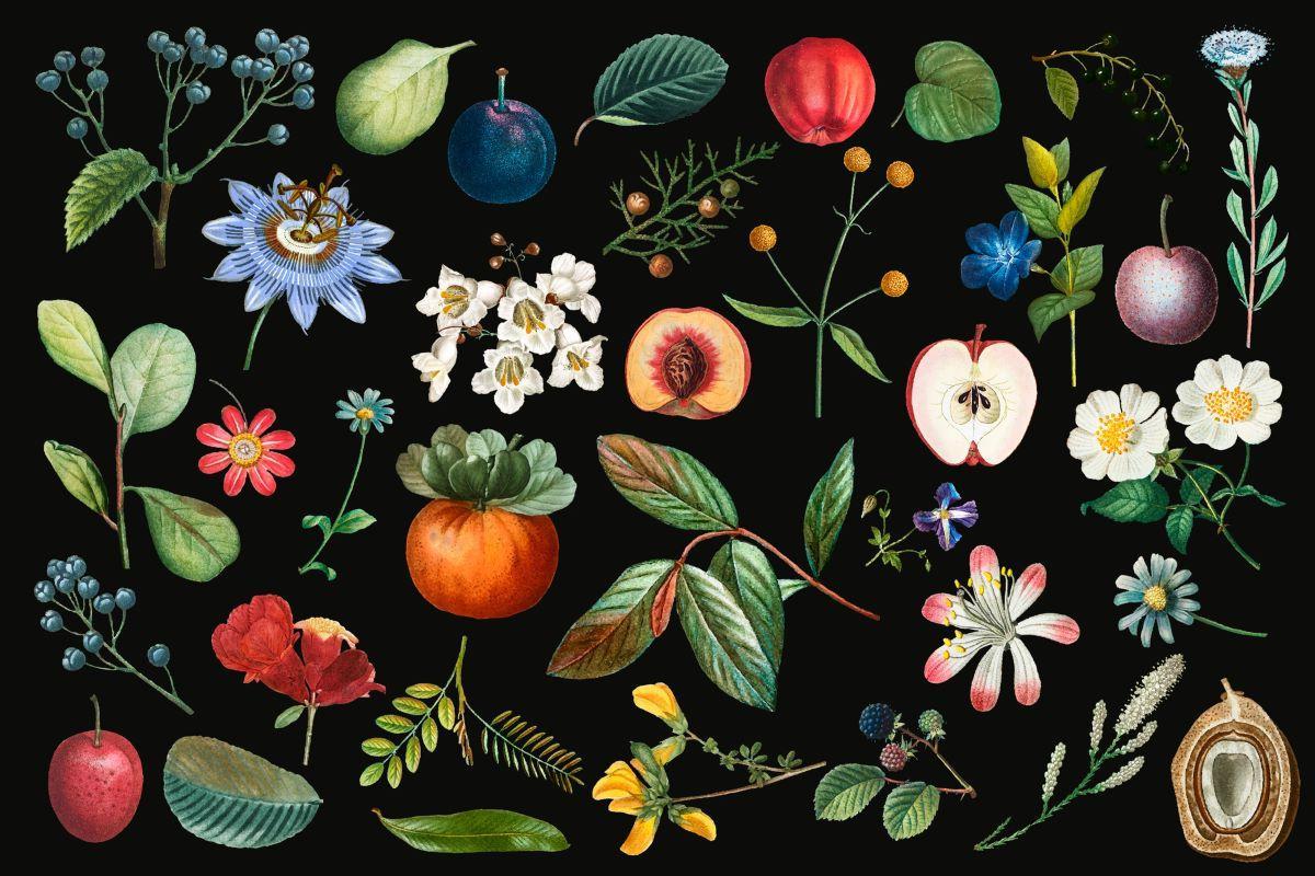 Design file of vintage botanical fruit and flower illustrations on black background