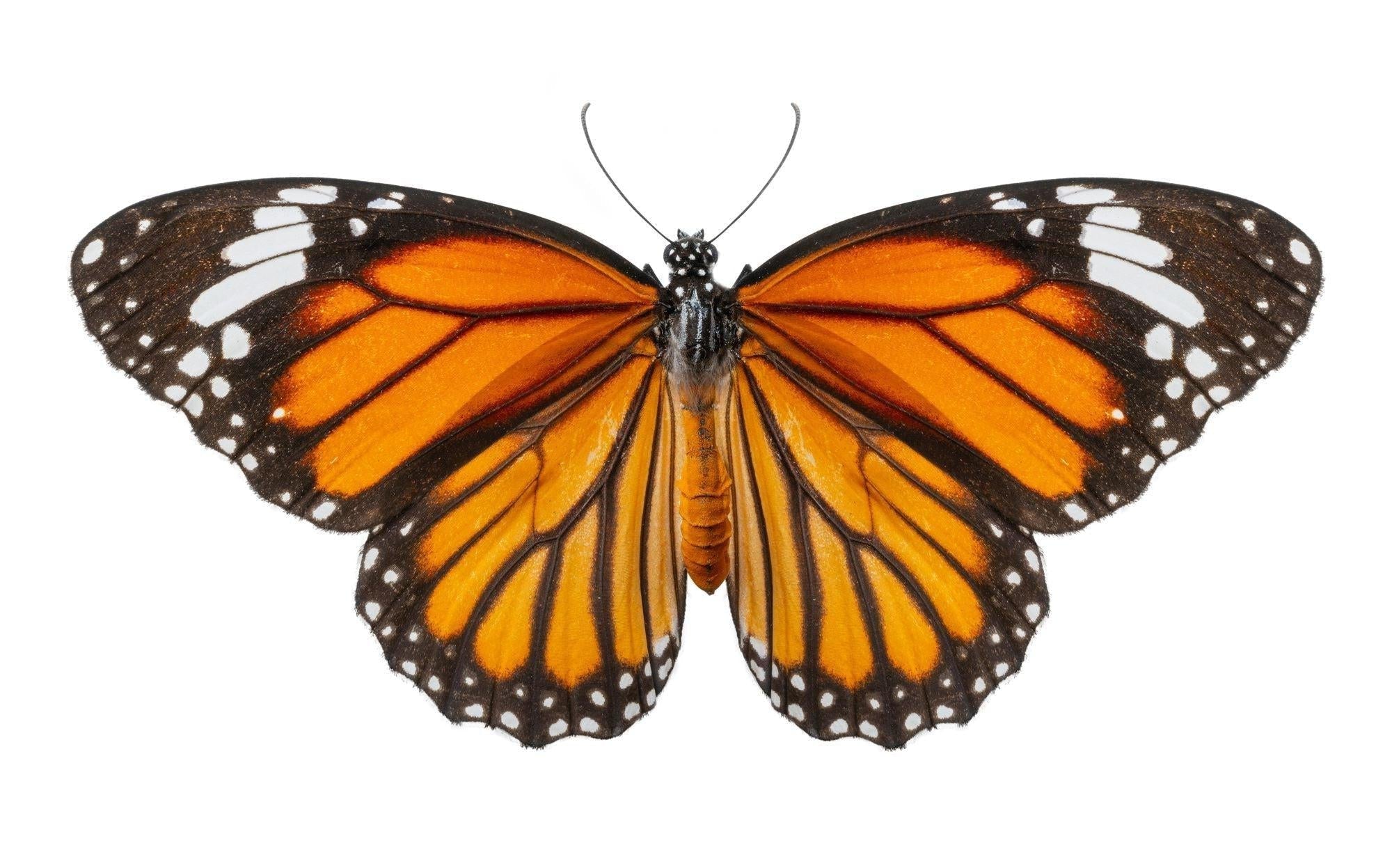 Monarch Butterfly Wallpaper design file showing detailed orange and black wing pattern
