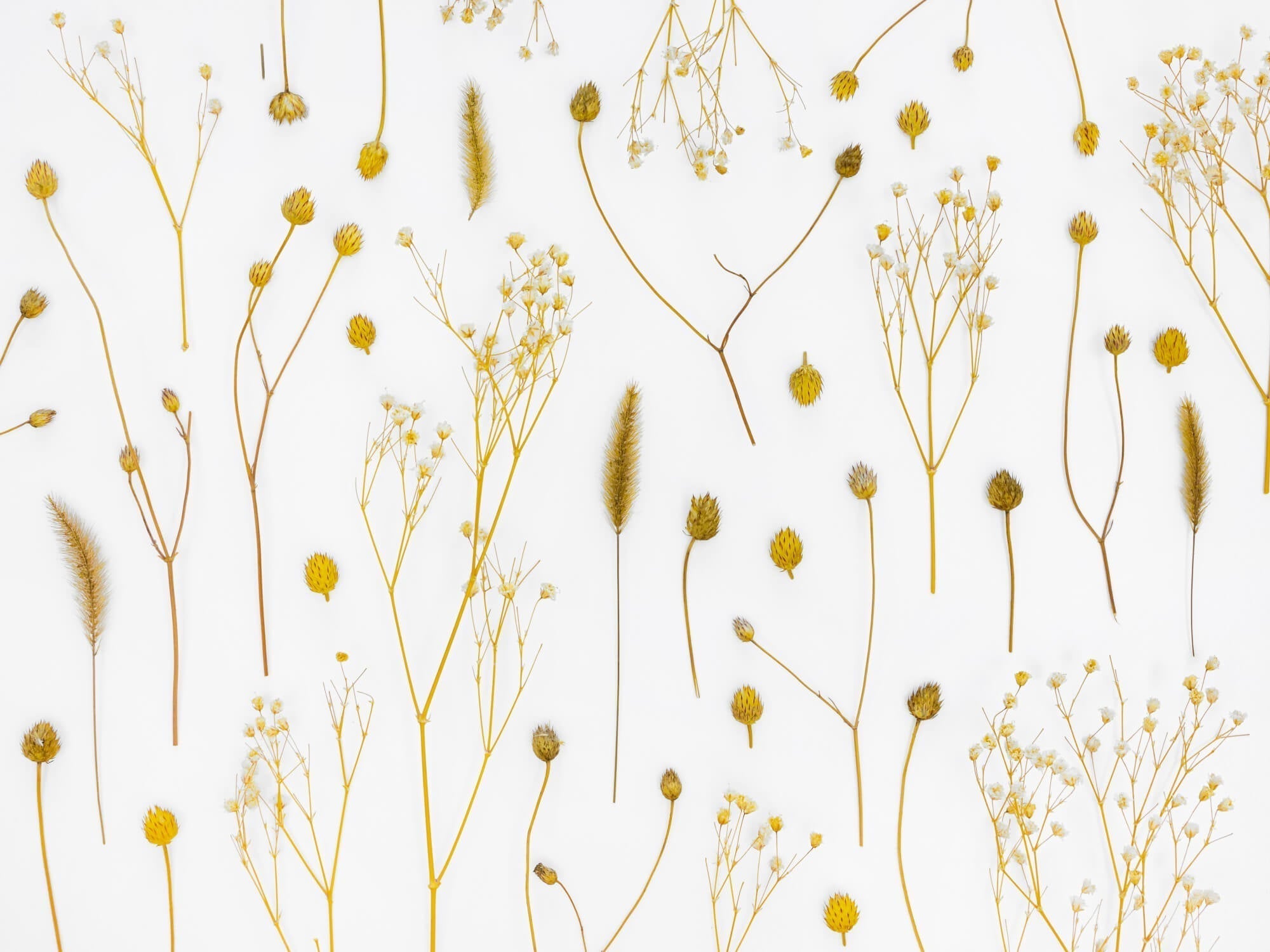 Golden dried flowers design file showing delicate botanical pattern