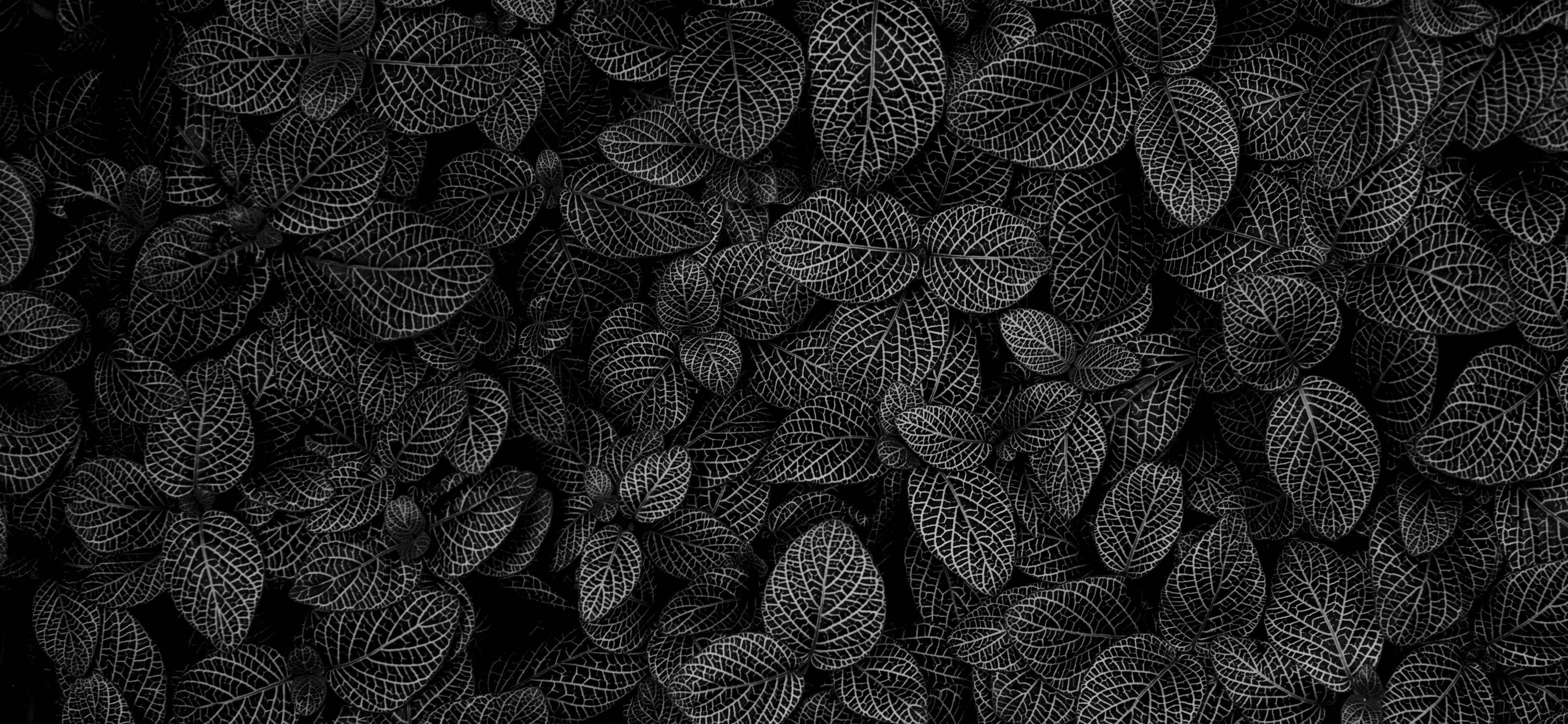 Black and white leaf pattern wallpaper design file showing intricate botanical details