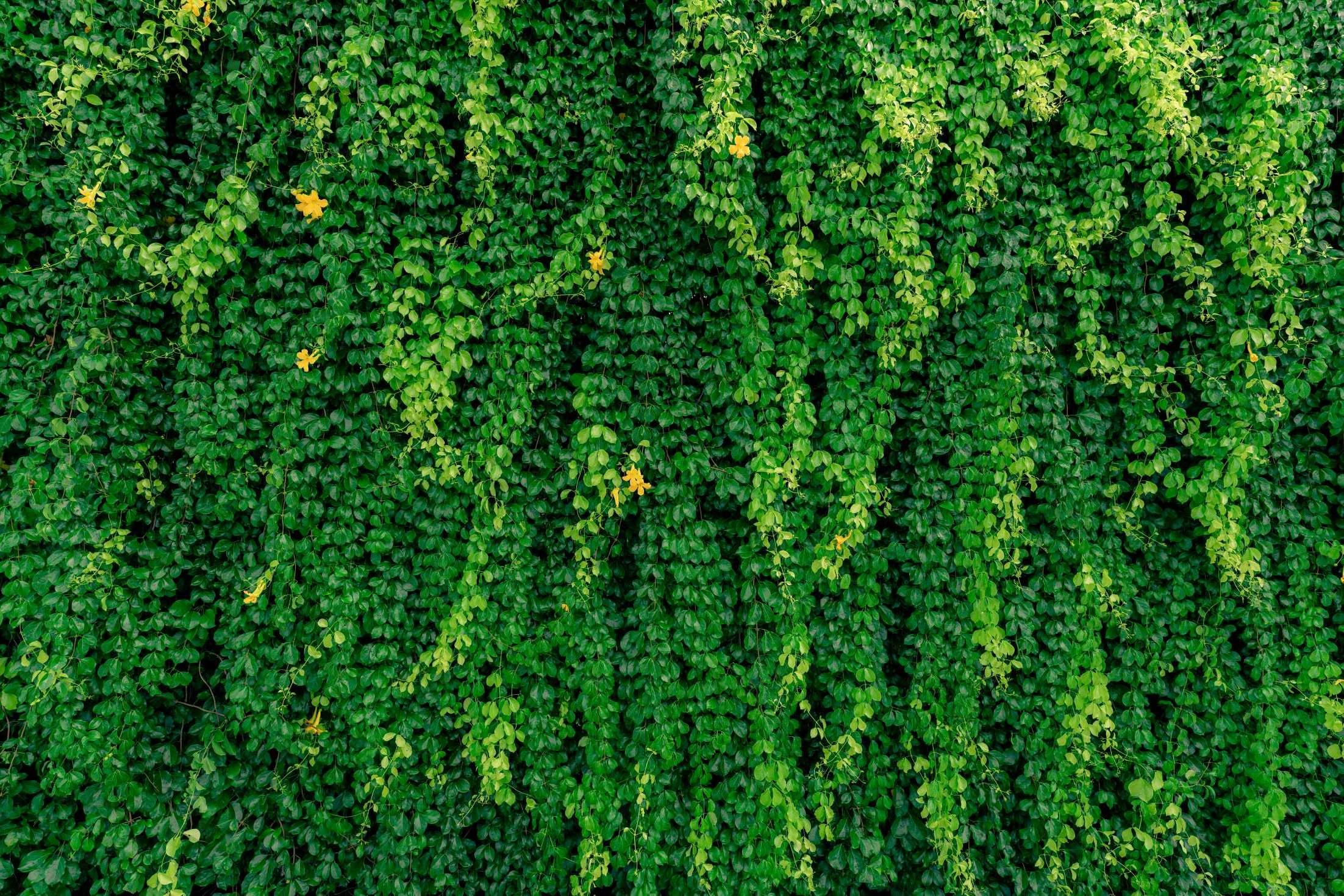 Cascading green vine wallpaper design file showing detailed botanical pattern