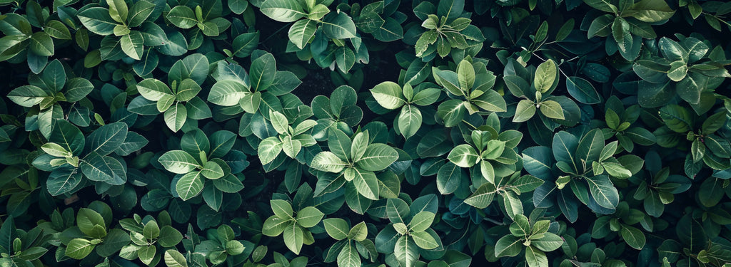 Tropical foliage wallpaper design file showing detailed leaf pattern and rich green tones