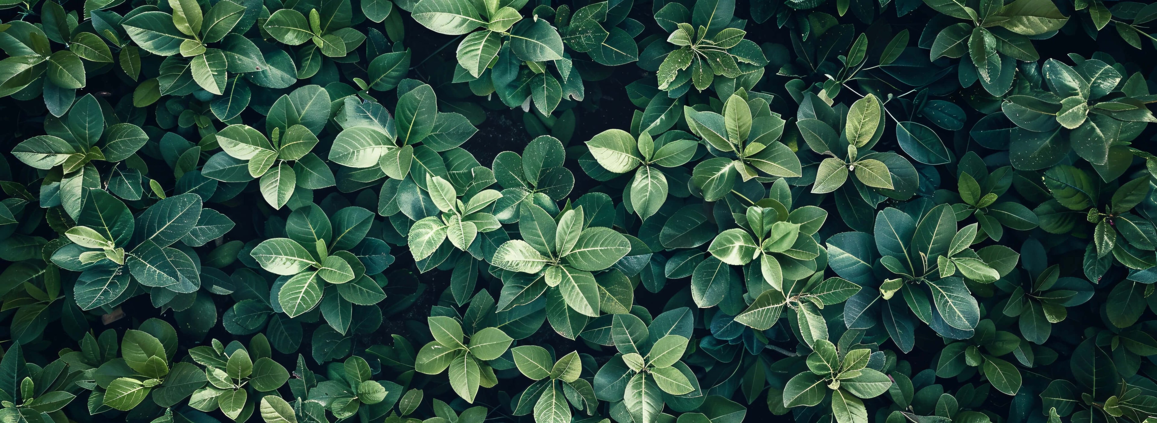 Tropical foliage wallpaper design file showing detailed leaf pattern and rich green tones