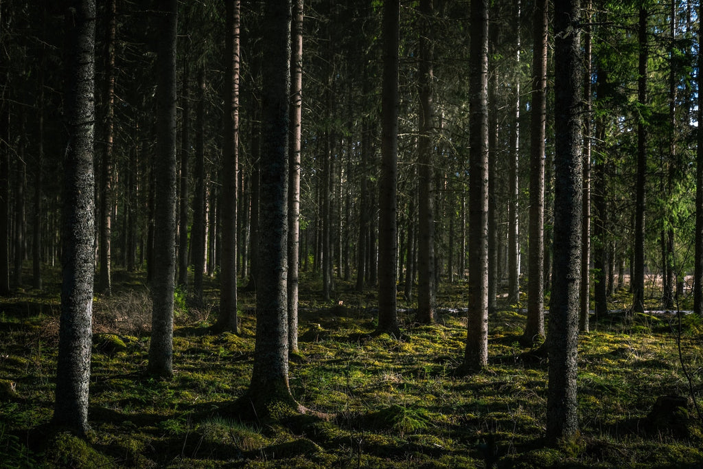 Design file showing detailed pine forest pattern with deep shadows and filtered light