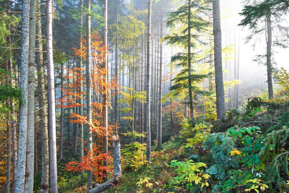 Forest wallpaper design file showing detailed misty pine trees and autumn colors pattern