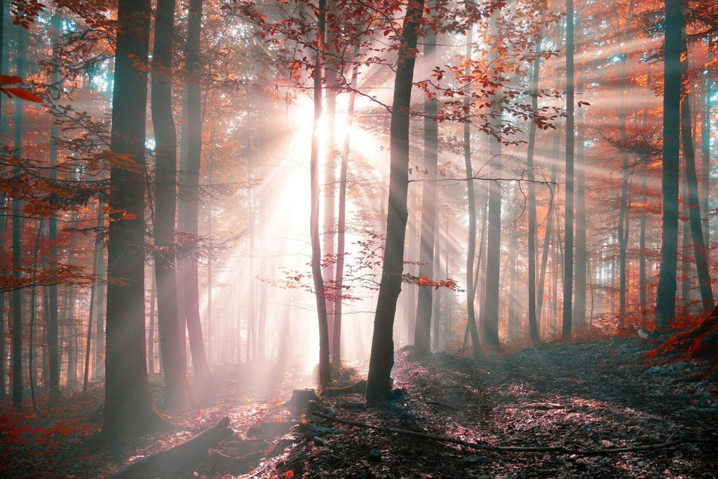 Forest sunrise design file showing full misty morning pattern and color detail