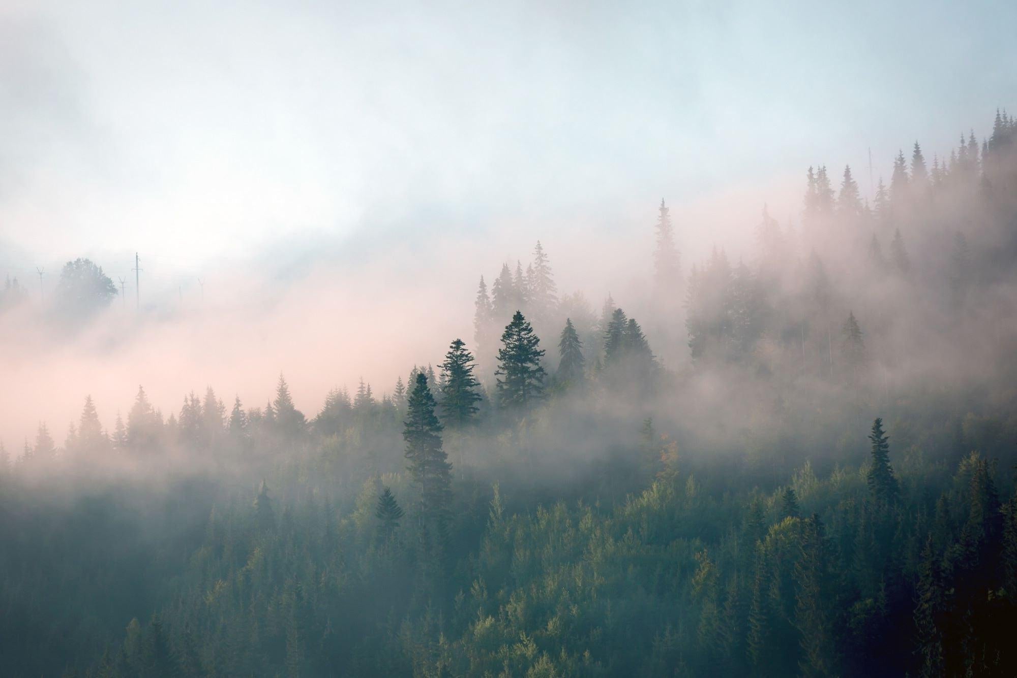 Misty pine forest wallpaper design file showing detailed morning fog and tree pattern