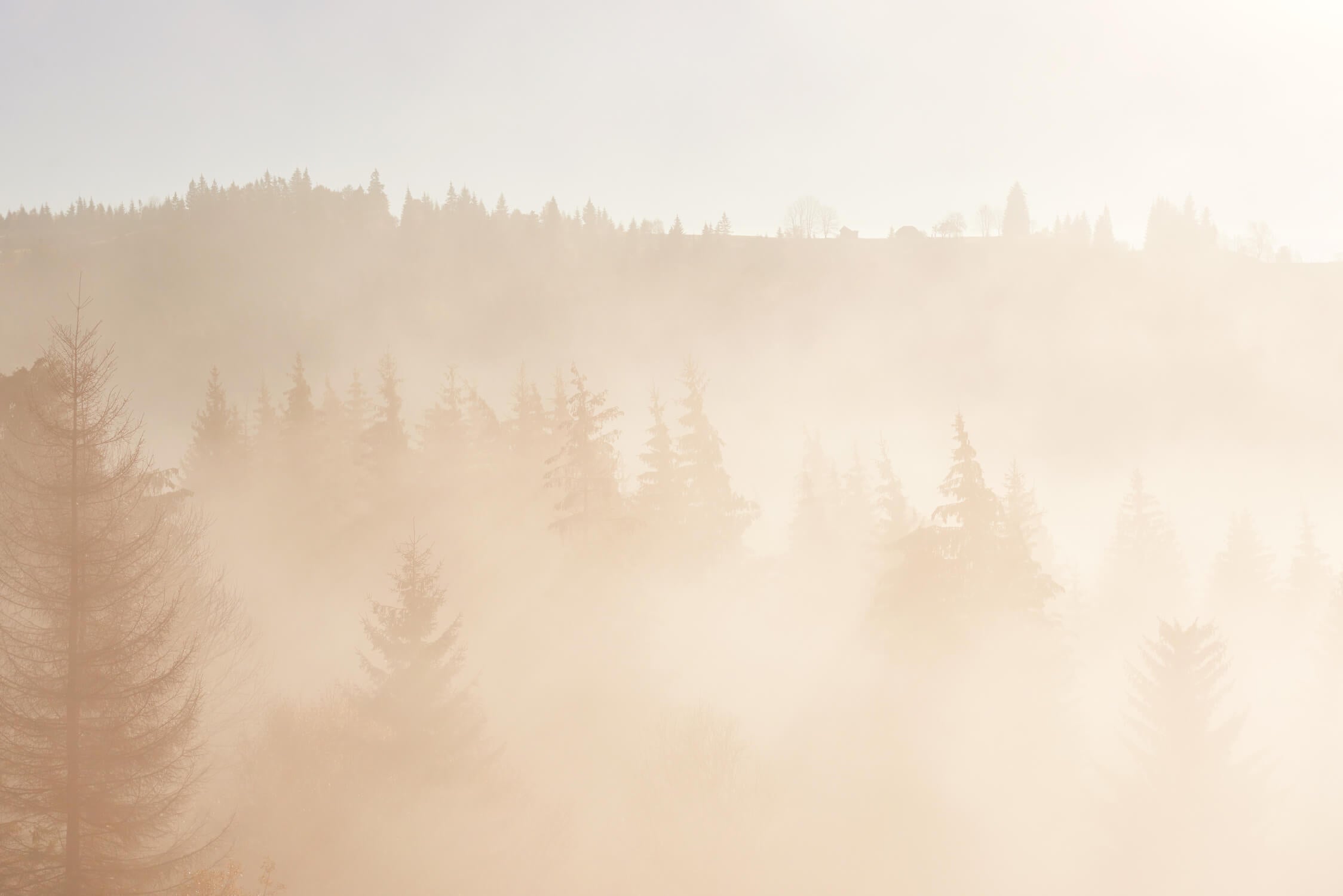Forest landscape wallpaper design file showing intricate misty pine tree pattern