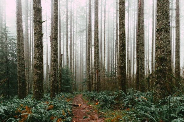 Misty forest wallpaper design file showing detailed pine trees and atmospheric fog effect