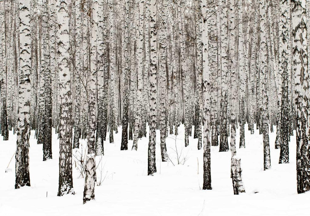 Winter birch forest wallpaper design file showing intricate snow and tree bark details