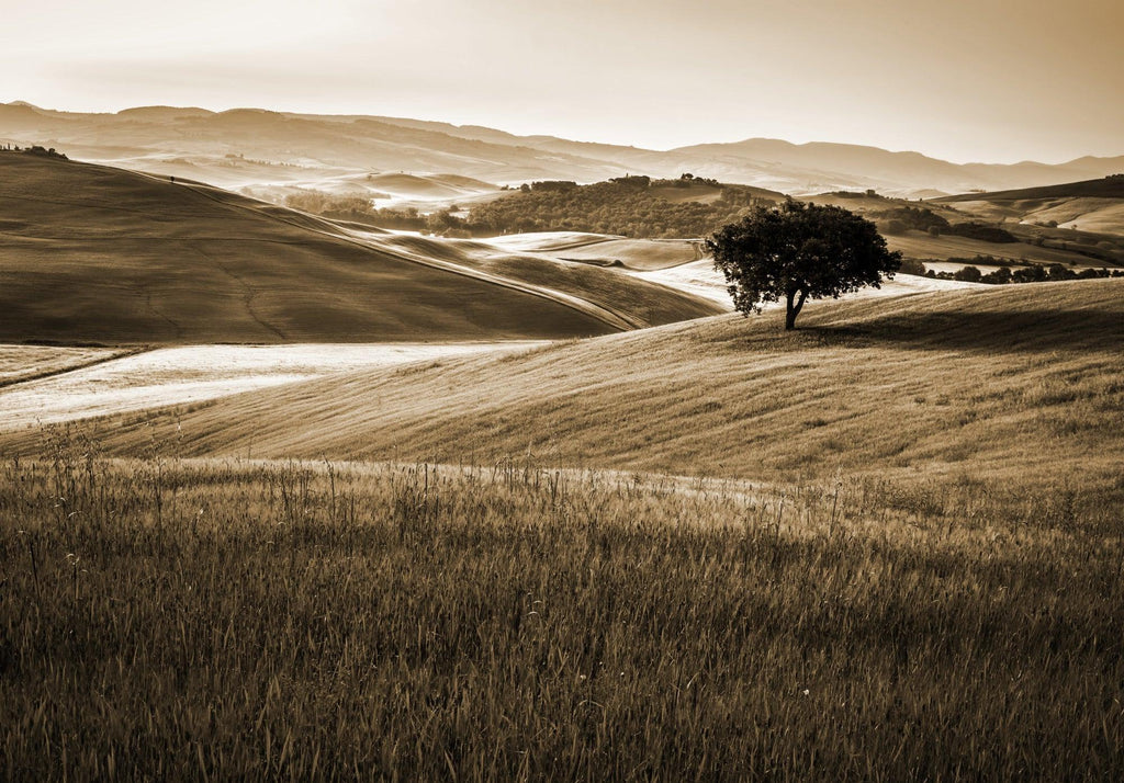 Design file of Tuscan landscape wallpaper showing detailed hills and lone tree pattern