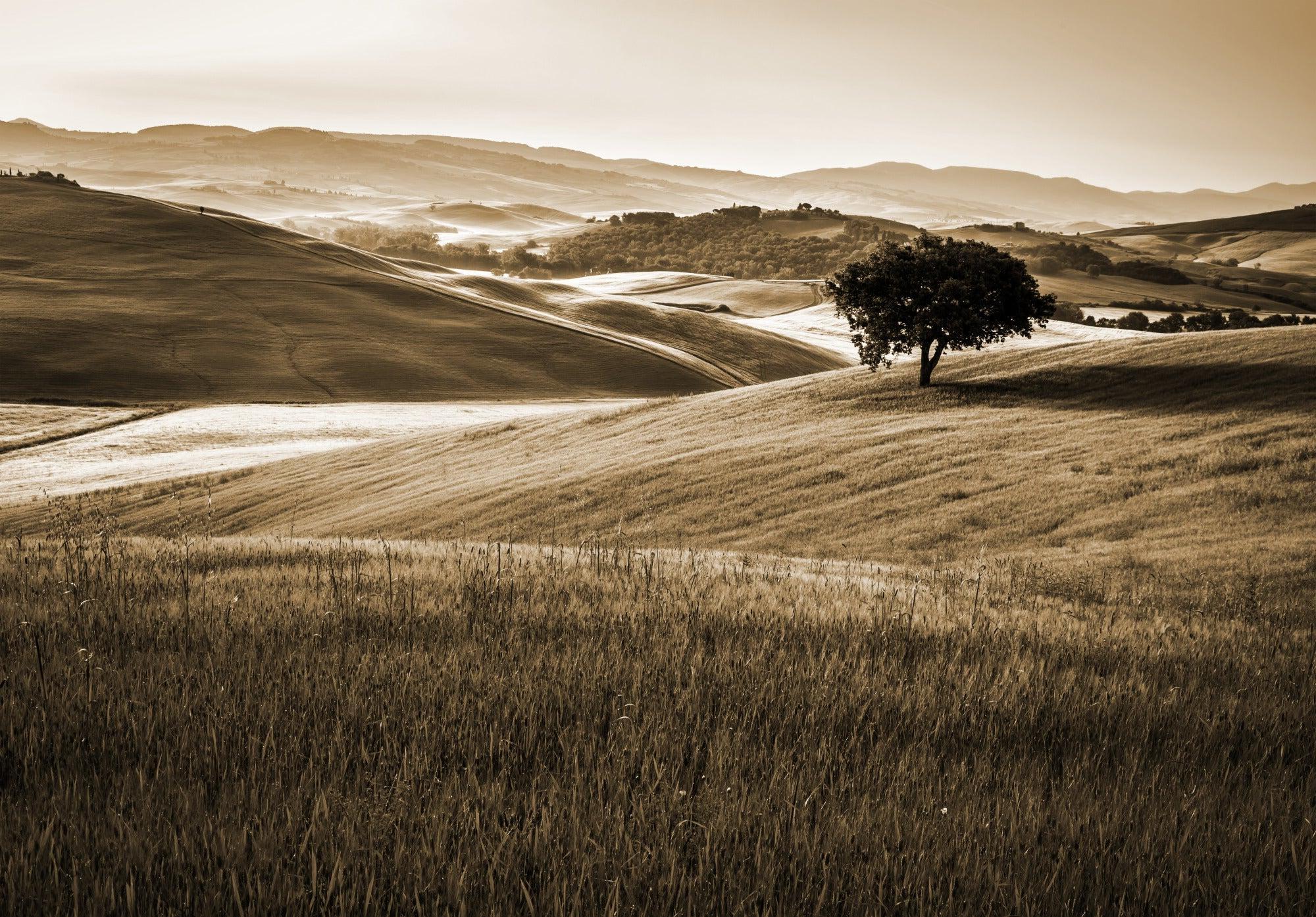 Design file of Tuscan landscape wallpaper showing detailed hills and lone tree pattern
