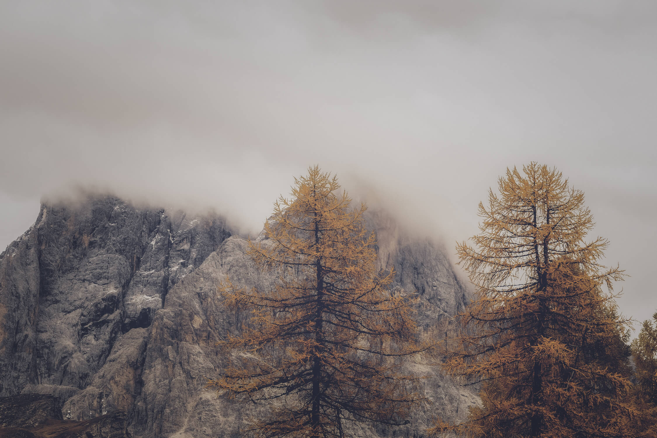 Mountain and pine forest design file showing misty landscape pattern detail