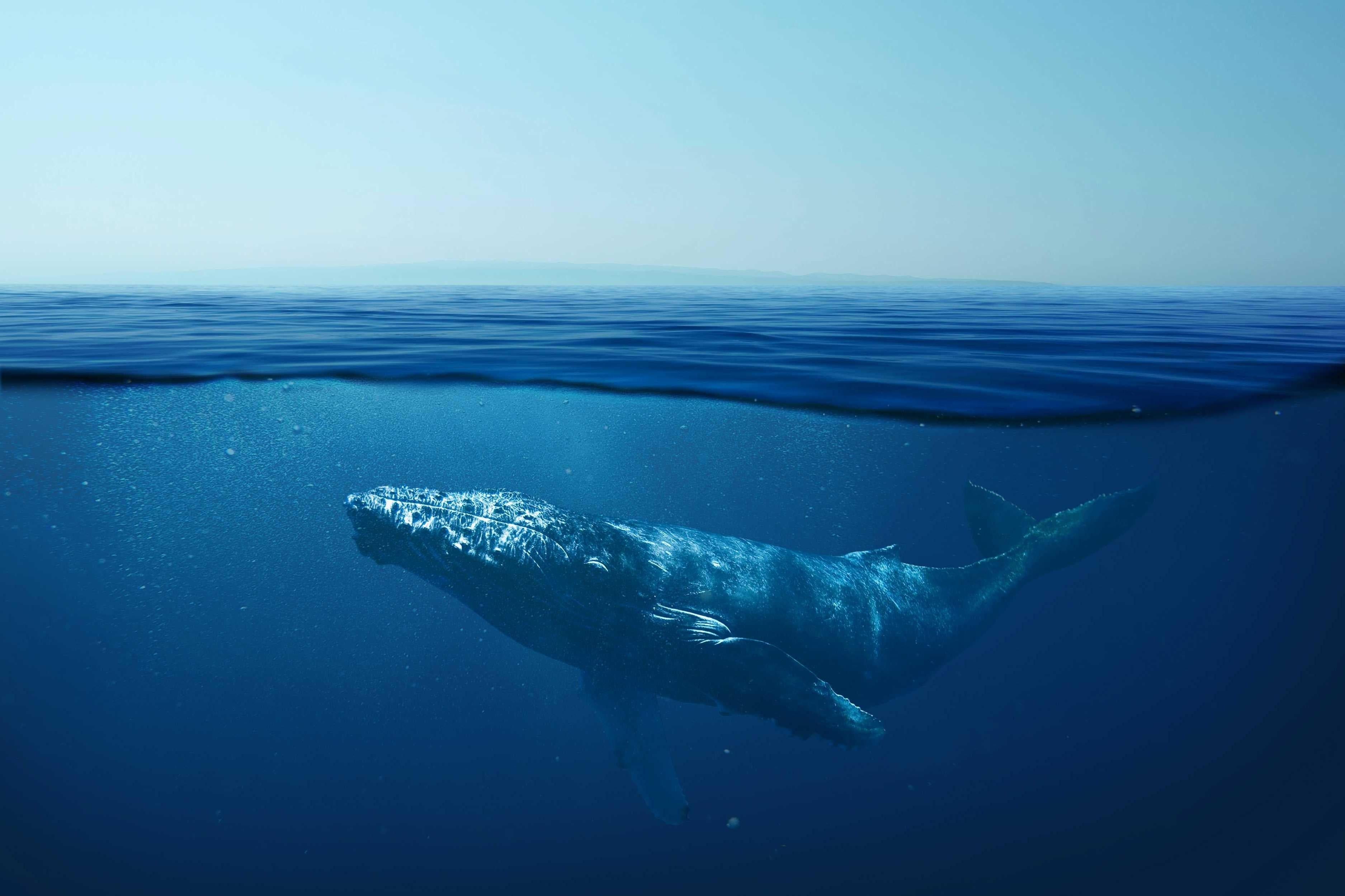 Underwater Whale wallpaper design file showing detailed blue ocean scene with sunlight rays