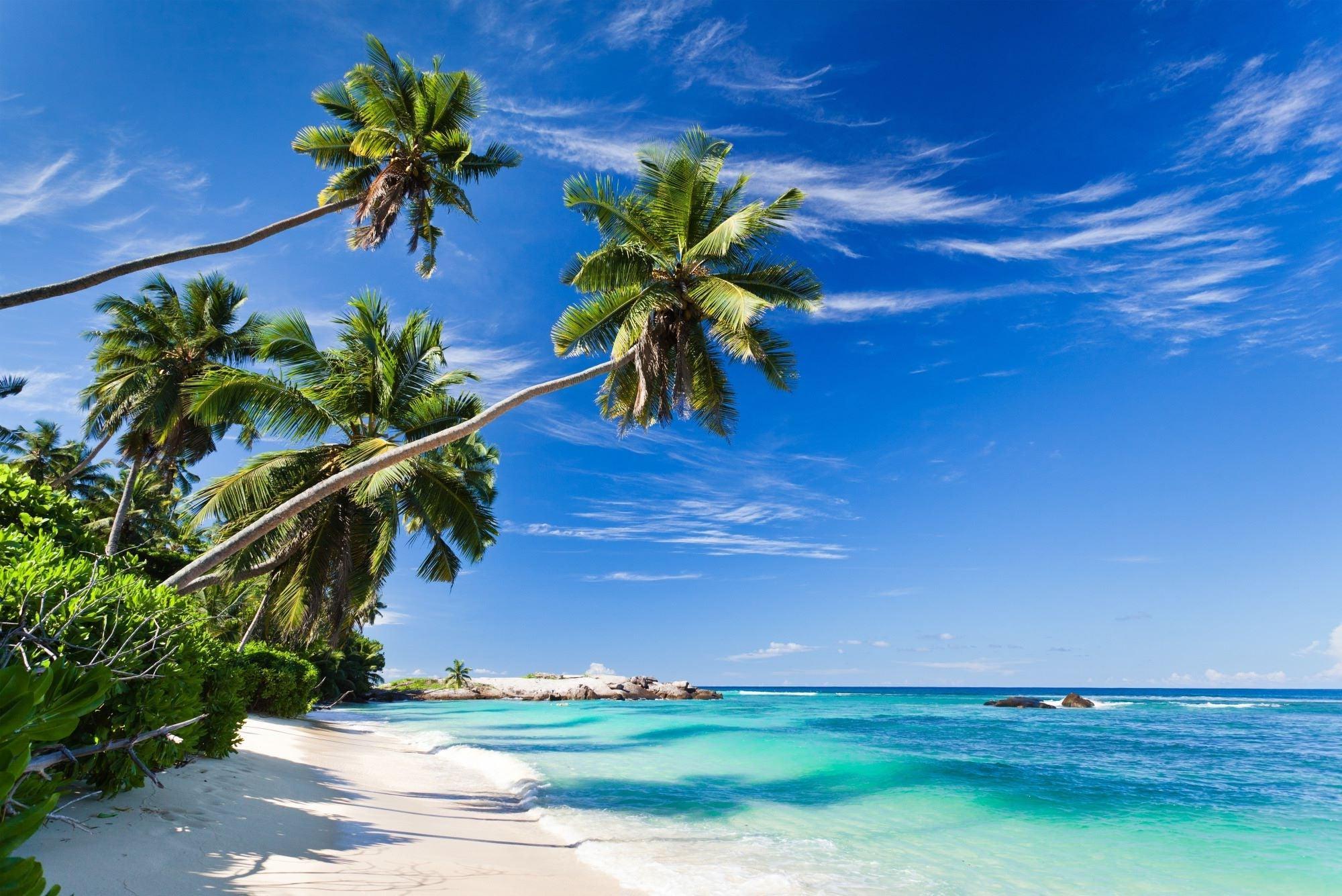 Tropical beach paradise design file showing detailed palm trees and crystal clear waters