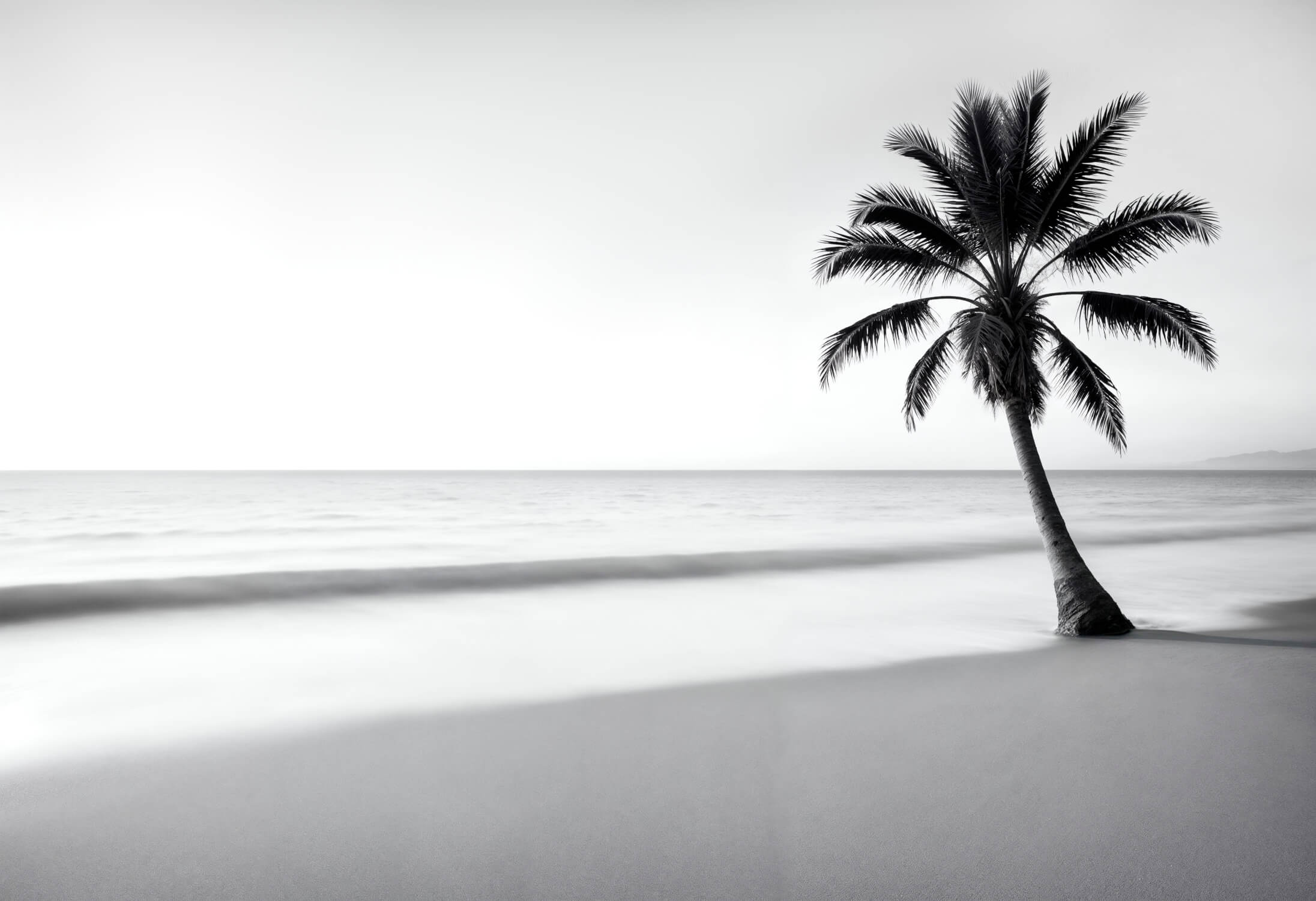 High-resolution design file showing detailed palm tree and beach pattern in black and white