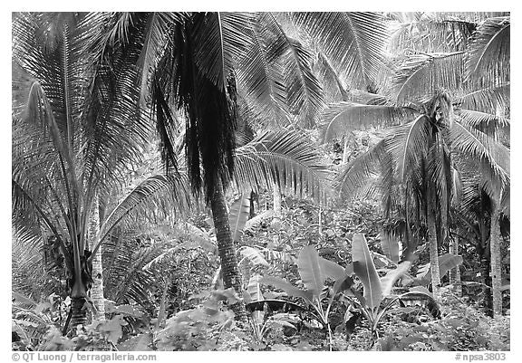 Black and white palm leaves design file showing intricate tropical pattern and refined details