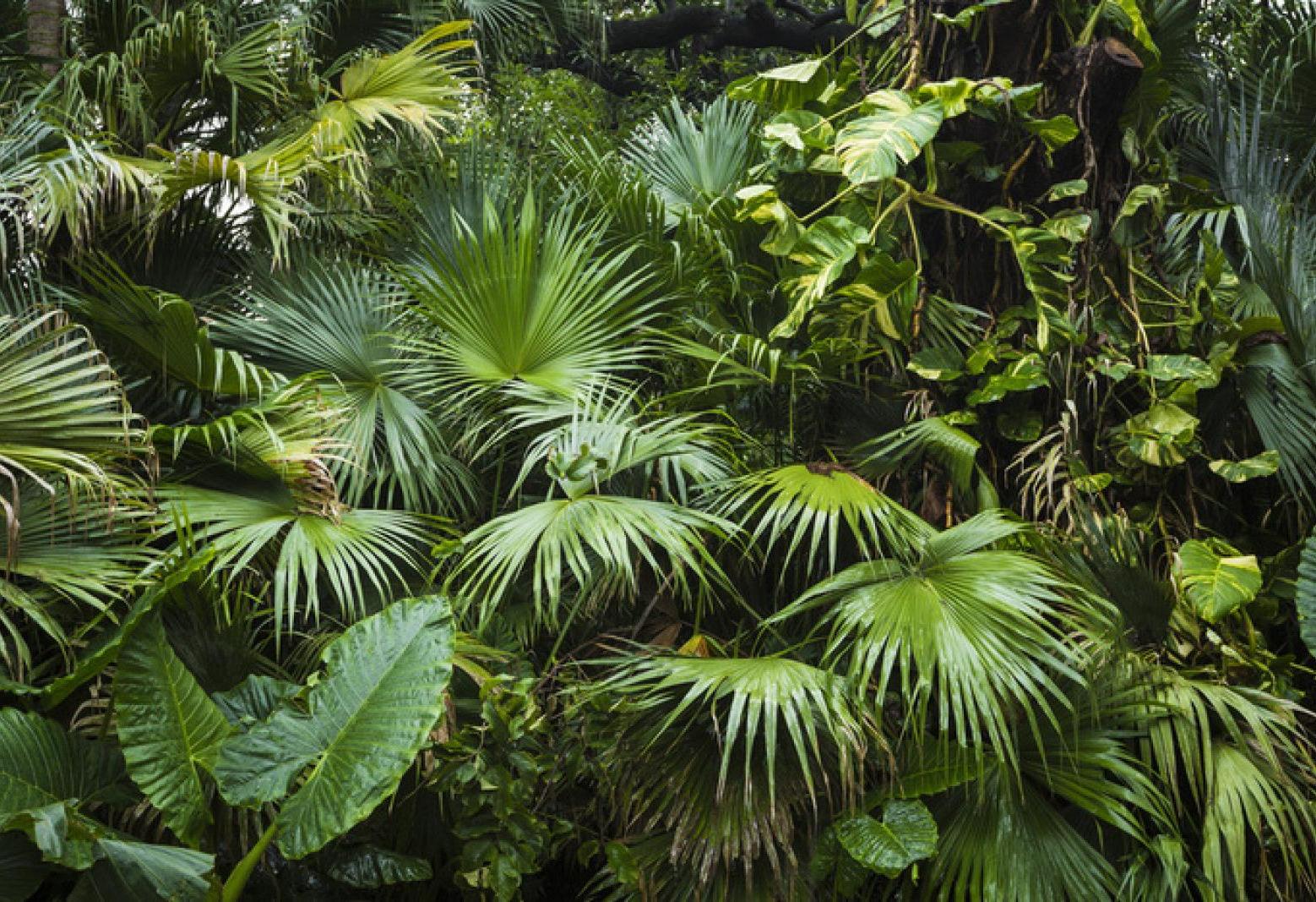 Tropical palm and monstera leaves design file showing detailed leaf pattern