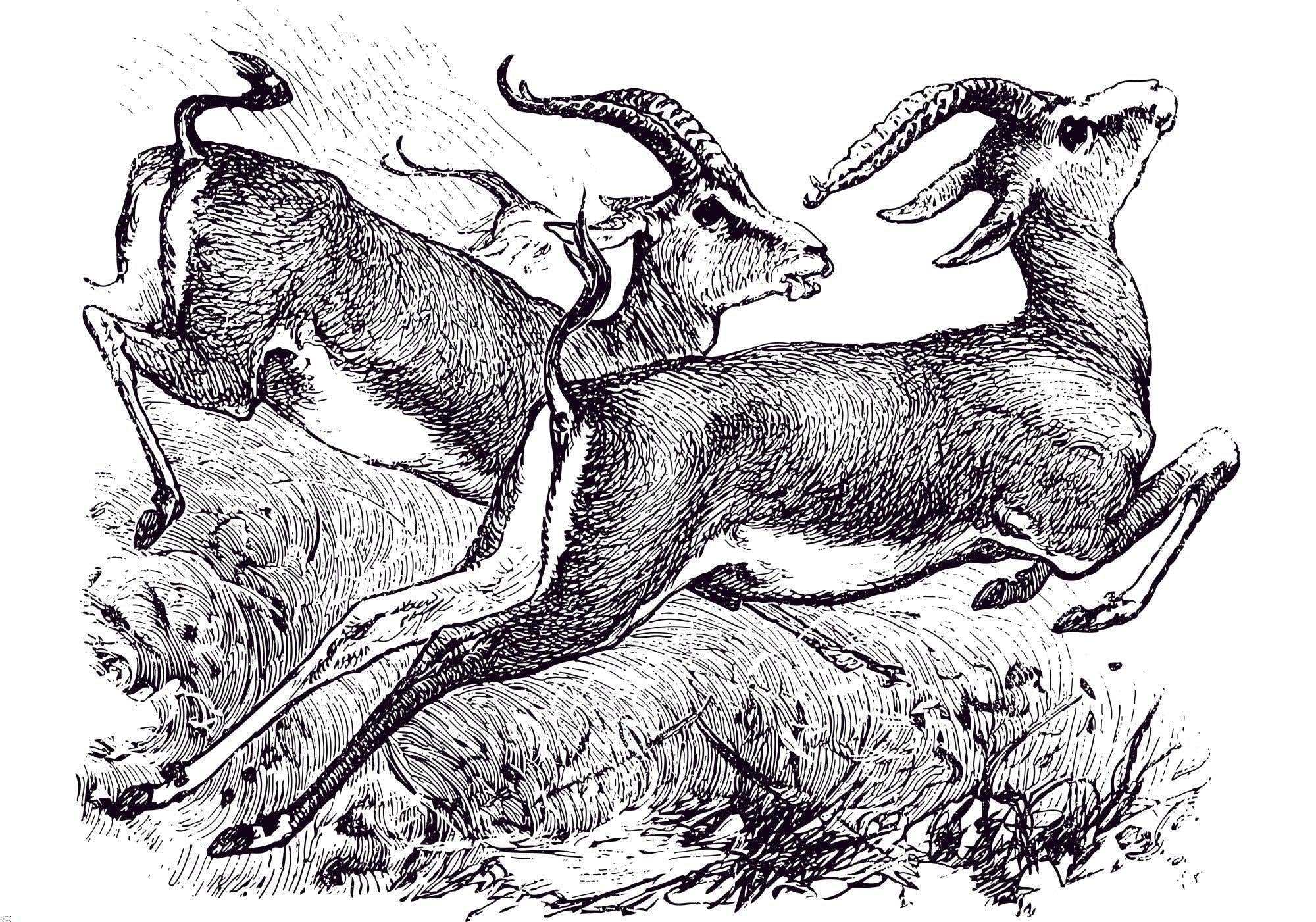 Design file showing detailed black and white gazelle sketch pattern with artistic line work